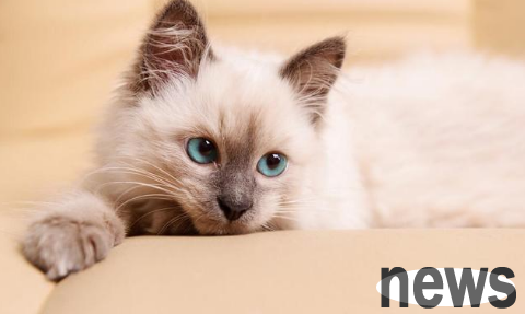 Why are blood cats expensive? Come quickly to get