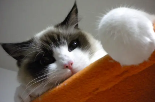 Will it be infected if you cut the cat s bloodline? This article helps you answer