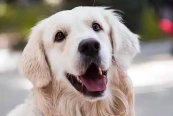 Never do these things to your dog!