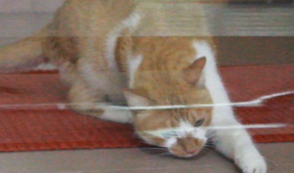 Let’s learn why cats are afraid of transparent tape!