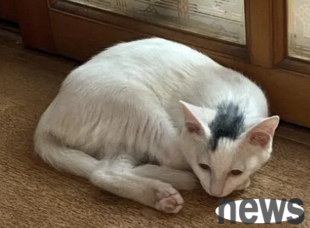 What kind of breed is it that there is a tuft of black hair on the head of a white cat?