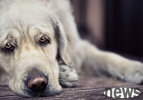 Several signs of the dog 