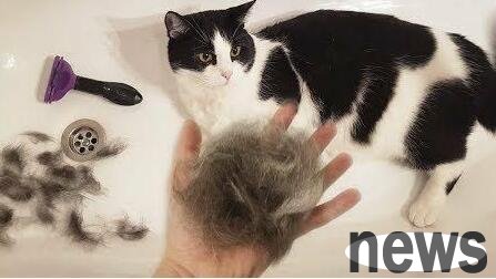 How to solve serious cat hair loss? Does anyone know?