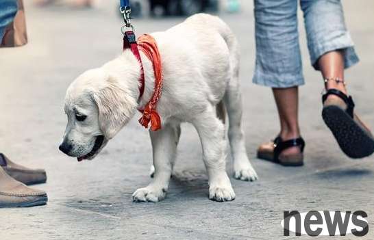 If you get hit by these wrong dog walking behaviors, please correct them as soon as possible