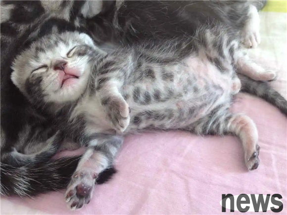 A kitten after birth can see the sun after opening his eyes in a few days