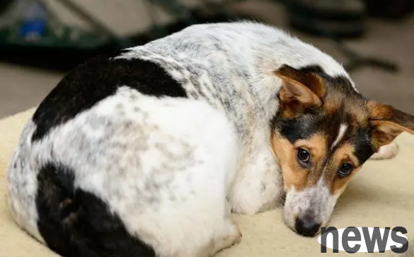 The problem of vomiting can be mild or severe. The owner needs to understand the following aspects