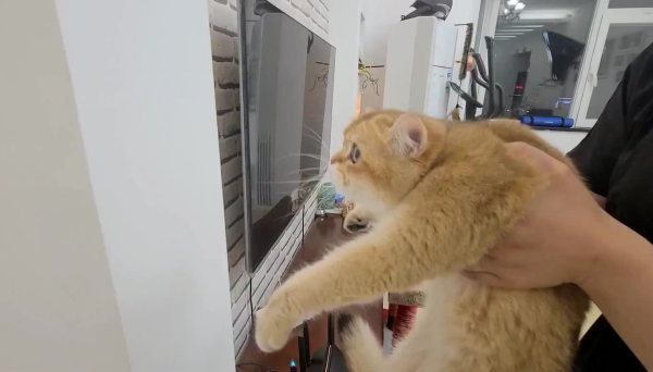 Pay attention! If your cat has the following behaviors, it may be a fool!