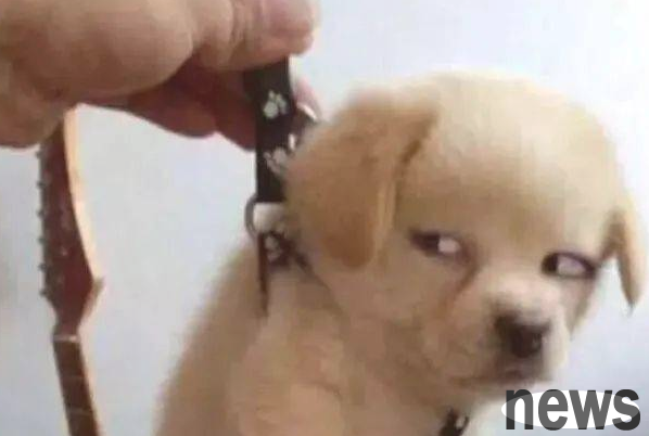 Why does the dog keep moving when he pinchs the meat behind the dog s neck? There are five reasons!