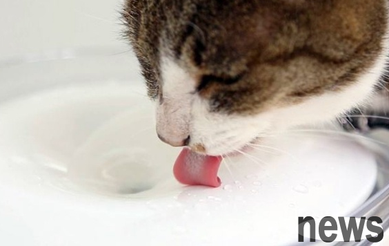 What should I do if a cat doesn’t like to drink water? Just master these methods ~