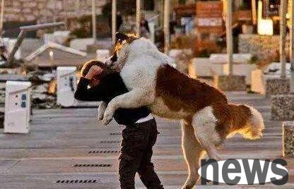 What should pet dogs do if they like to slap people?