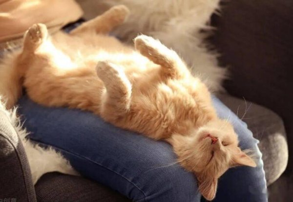 Having these 7 manifestations of cats means that they have been 