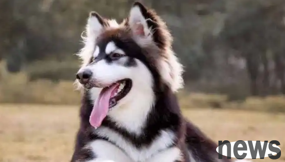 If you want to choose a gentle dog, you must take a look at these five key links!