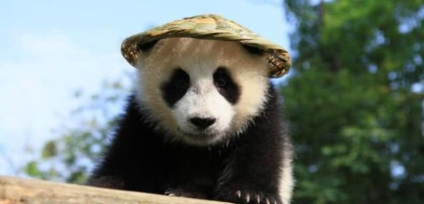 After the death of national treasure pandas, how will China deal with their bodies? A little sad after watching