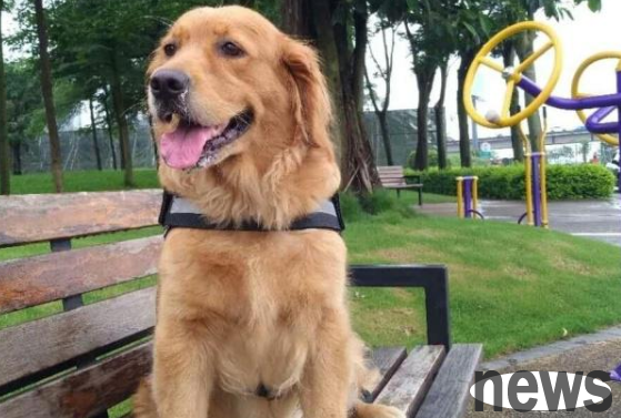 Dogs have difficulty in legs and feet, what should they eat if they want to supplement calcium? Is it useful to eat dog goat milk powder?