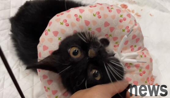 The stray cat with a wounded tail has an amazing personality. After being rescued, he kept snoring and trying to please his elder sister who saved it.