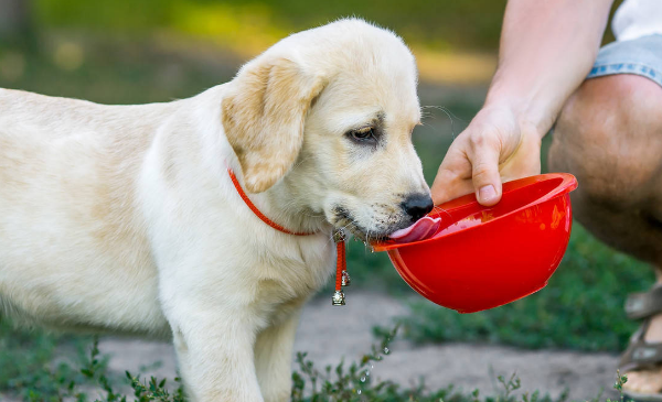Dogs only drink water but not eat