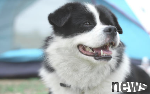 What is the cause of diarrhea in dogs?