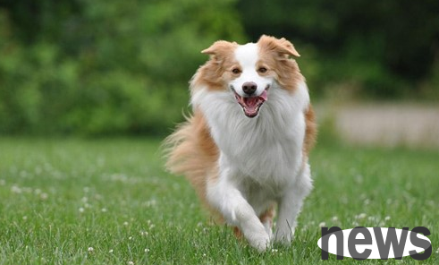 Dogs have lame legs but they like to run? What s wrong with a dog s legs lame?