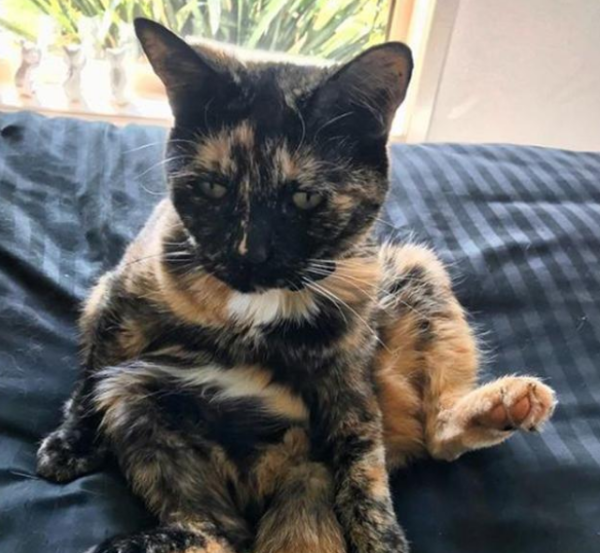 The owner entrusted the cat to his children at the end of his life, but the cat searched for her for ten years alone, and the ending was tears.