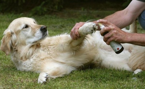 Do you know how many abnormal effects your dog has?