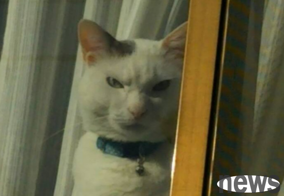 I thought the cat was standing by the window and waiting for his family to come back. My mother took a picture of her debt collection face and made netizens laugh.