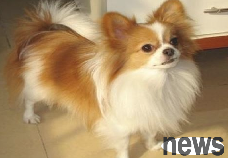 These types of owners will be very lucky if the dog encounters them!
