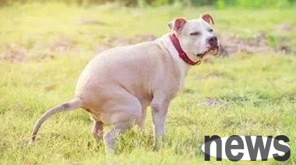 What causes dogs to suffer from severe constipation? Will dogs feel soft when eating wet food?