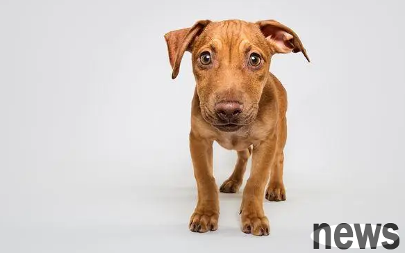 The dog is ignorant and has been peeing at home. 5 steps to make it correct this bad habit