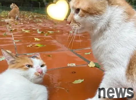 Cats are most afraid of water entering their ears | Help cats take a bath, afraid that their ears will get water, so they thought of using this method