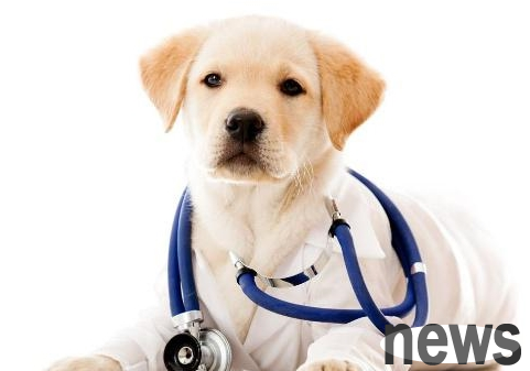 Dogs have a big appetite to check their teeth, so you don’t need to take dental health problems seriously