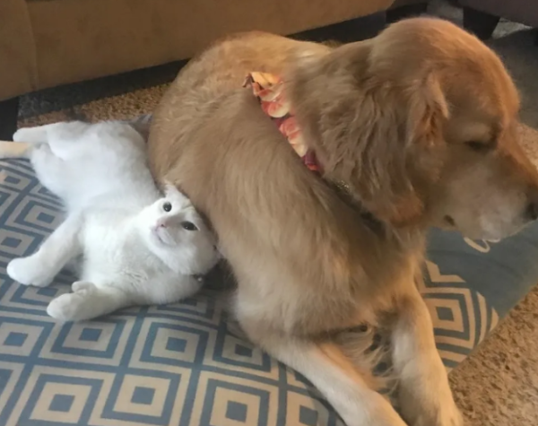The kitten is separated from his family, and the golden retriever helps and takes care of the kitten. Now he will kiss the golden retriever to express his thanks