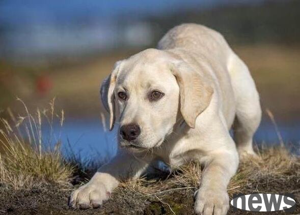 The five most important types of dogs that cannot be ignored are all loyal and obedient. Are there any at home?