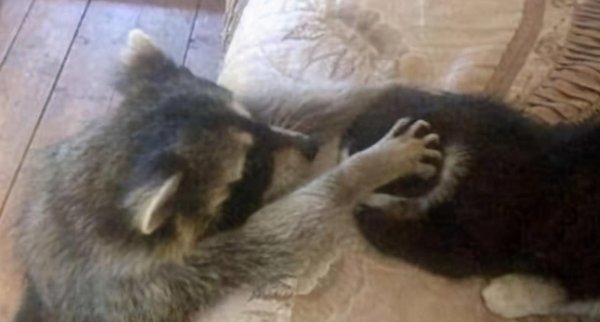 Don t let the raccoon stroking the cat, otherwise it will take a lifetime to rub it. The camera will capture this scene