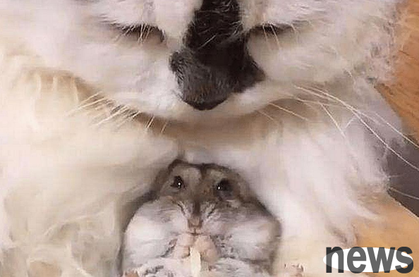 The heroine came home from get off work and found the cat holding something to play. She felt strange. When she got closer, she saw that she was cute.