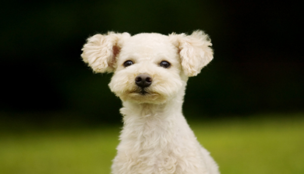 How long does rabies in dogs last? How to avoid rabies virus?
