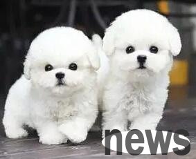 What other smart and popular small dogs are besides Teddy, Pomeranian and Bichon