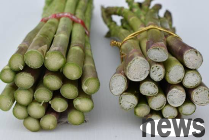 速挑第1招：新鮮綠蘆筍（左）基部切口呈鮮綠色，若產品缺乏保濕或放在儲架販售多日（左）切口常呈乾癟變褐及出現凹洞。（圖片來源：農委會提供）
 