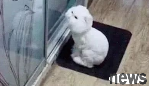 When the owner goes to work every day, the cat looks angry
