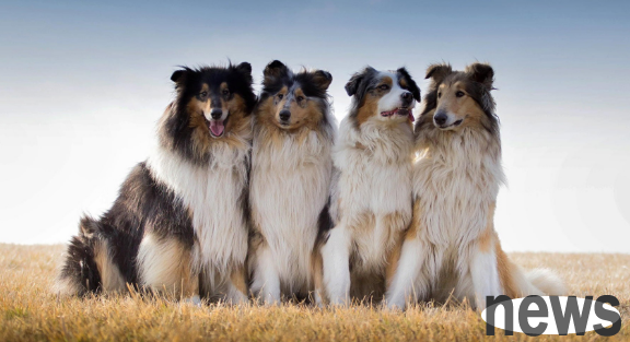 Is dog inbreeding safe? Why are non-purebred dogs all inbreed?