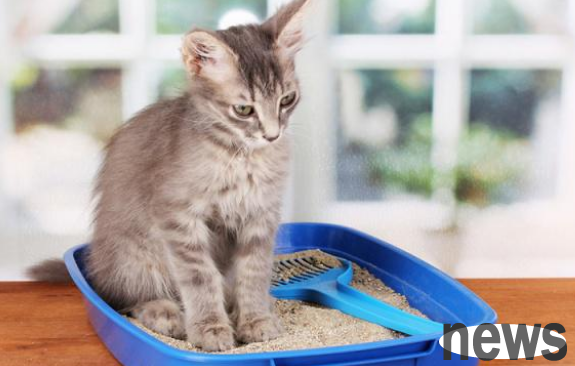 The cat star mistakenly entered the supermarket and even treated sugar as cat litter, and calmly went to the toilet if no one else was around!