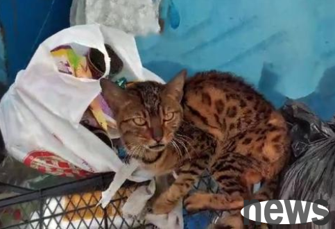 The valuable Bengal leopard cat has become a waste of food. Why do breed cats wander?