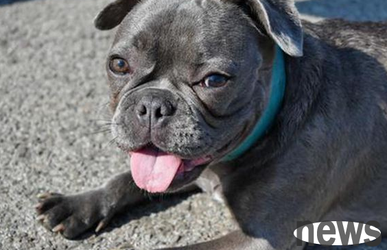 What medicine should I use for tongue ulcers after kidney failure in dogs? Why not take a look