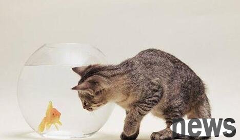 The pet owner immediately stopped the cat after he was caught. The guy had too much vision after he was caught.