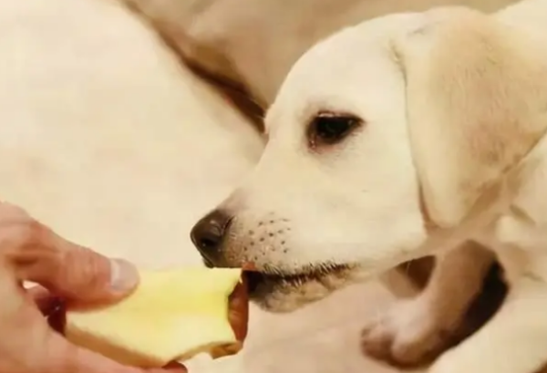 What are the ingredients that are beneficial to dogs? Come and find out