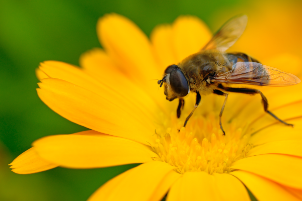 What are the effects of queen bee milk? How to eat it? Who doesn’t eat it?