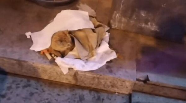 The wandering orange cat was successfully rescued under the care of everyone