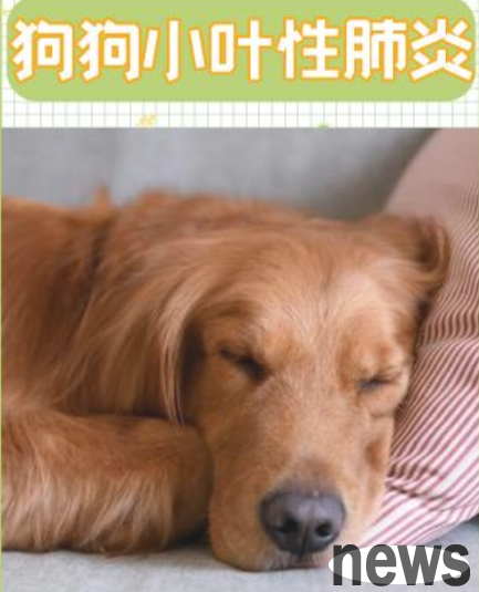 The reasons and treatment of lobular pneumonia in dogs. Must read for shovelers!