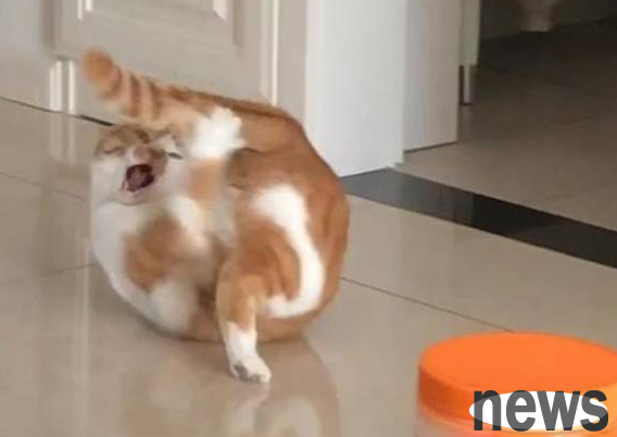 The cat lies on the ground and fights with his tail, looking fierce. Netizens: Be cruel, don t even let him go