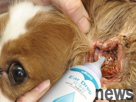 Is erythromycin ointment really effective in treating dog ear mites?