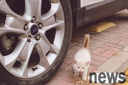 The kitten hid in the cat and couldn t come out, and the owner hid in and observed it, but finally chose to send the cat away